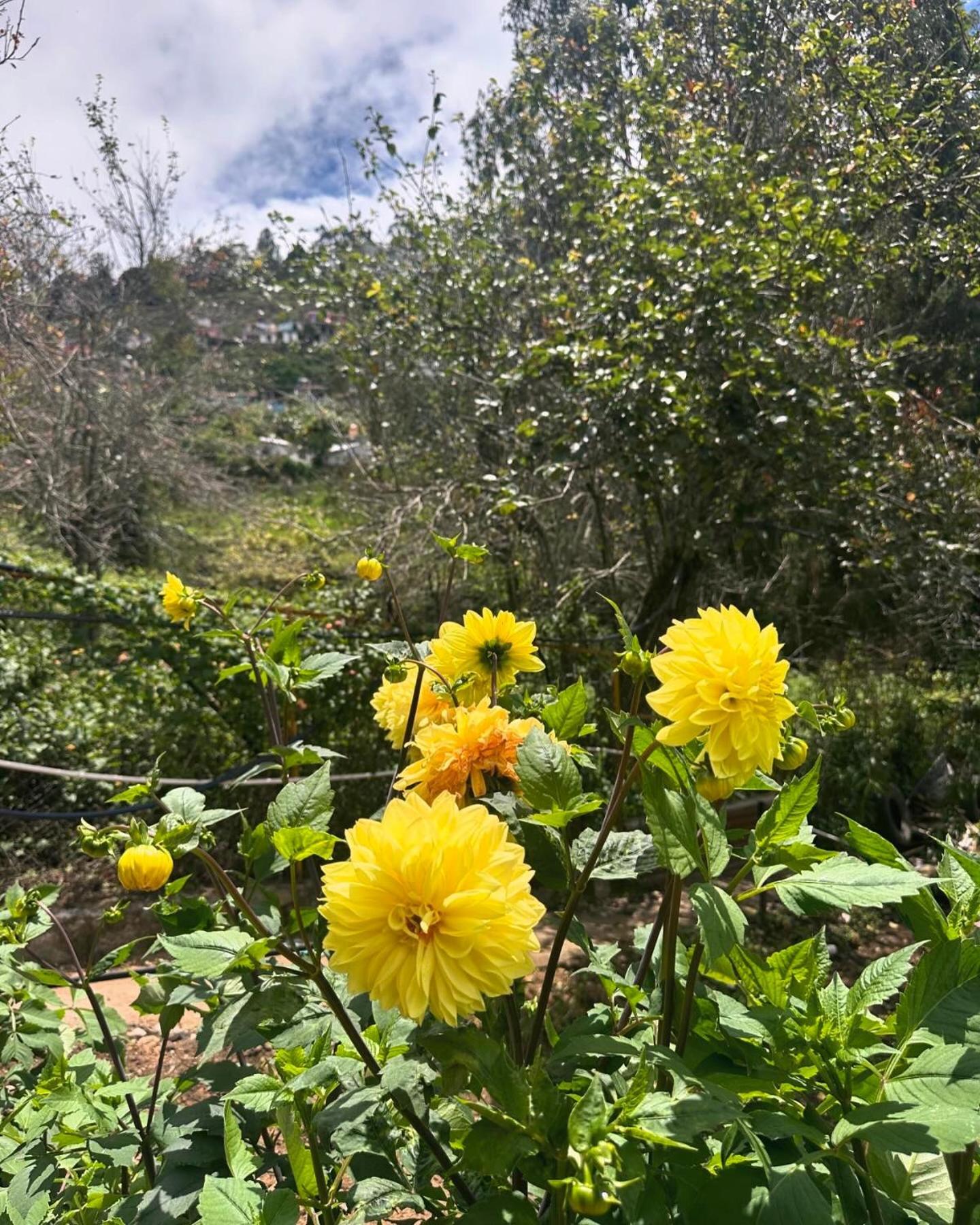 Magica Mount A Frame Wood House Villa Kodaikanal Luaran gambar